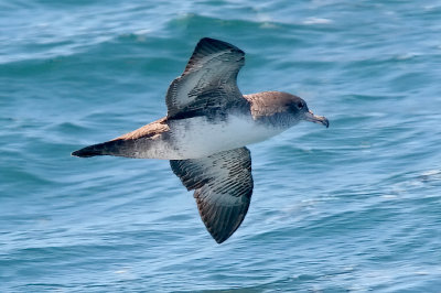 Pink-footed Shearwater