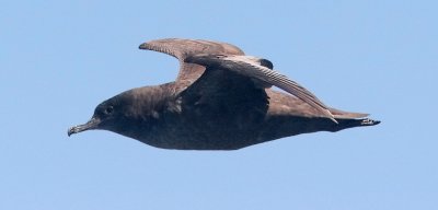 Sooty Shearwater (#1 of 3)