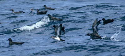 Black-vented Shearwater with SOSHs