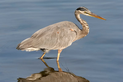 Great Blue Heron, alternate