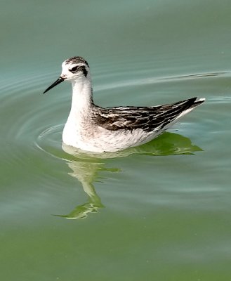Red-necked Phalarope, juv.