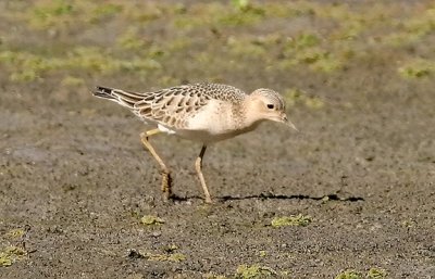 Buff-breasted Sandpiper, juv. (#1 of 4)