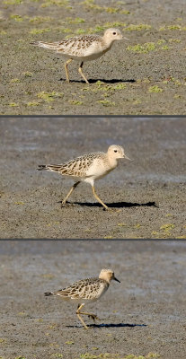 Buff-breasted Sandpiper, juv. (#2, 3 & 4 of 4)