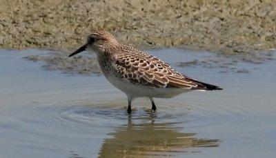 White-rumped, Baird's, Pectoral & Sharp-tailed Sandpipers