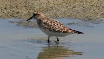 Baird's Sandpiper, juv.