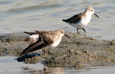 White-rumped Sandpiper, prebasic (#1 of 5)