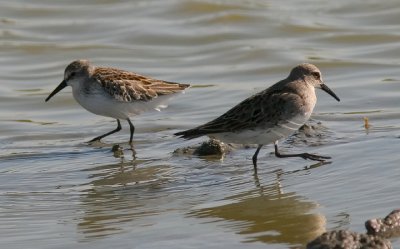 White-rumped Sandpiper, prebasic (#2 of 5)