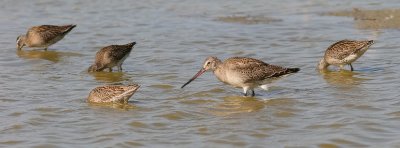 Hudsonian Godwit with dowitchers (#1 of 6)