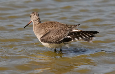 Hudsonian Godwit, juv. (#2 of 6)