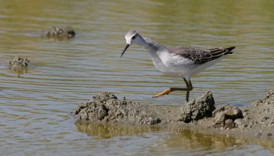 Wilson's Phalarope, basic adult
