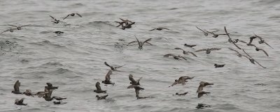 Ashy with 2 Wilson's Storm-Petrels