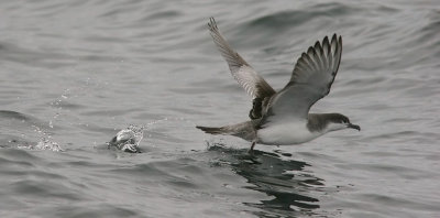 Buller's Shearwater (#1 of 2)