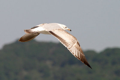 Ring-billed Gull, 1st cycle (#2 of 2)