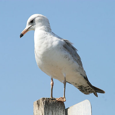 Ring-Billed Gull, 1st cycle (#1 of 2)