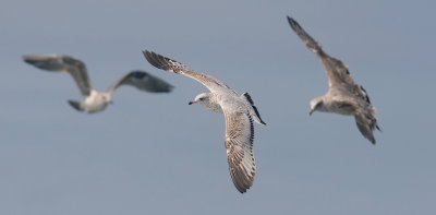 Ring-billed Gull, 1st cycle (#3 of 4)