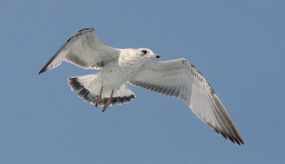 Ring-billed Gull, 1st cycle (#1 of 4)