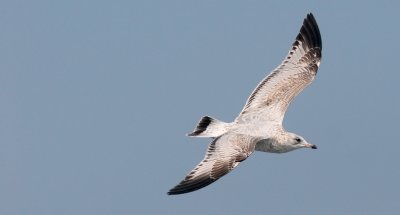 Ring-billed Gull, 1st cycle (#2 of 4)