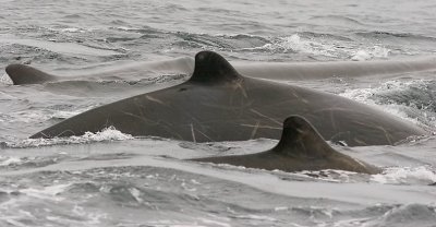 Baird's Beaked Whales (1 of 2)