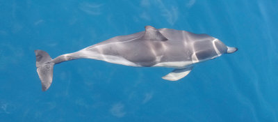 Short-beaked Common Dolphin