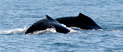 Humpback Whales