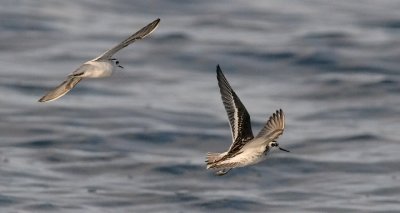 Red-necked Phalaropes (#2 of 2)