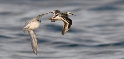 Red-Necked Phalaropes (#1 of 2)