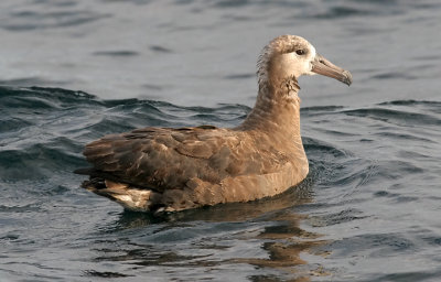 Black-footed Albatross