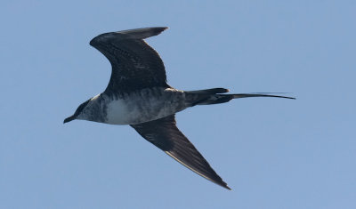 Long-tailed Jaeger, Imm. (#2 of 3)