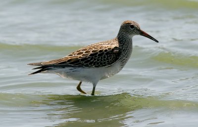 Pectoral Sandpiper, juv.