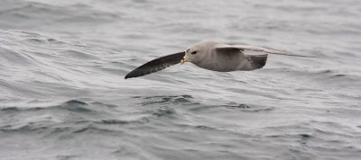 Northern Fulmar