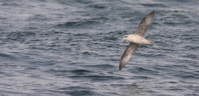 Northern Fulmar