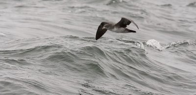 Pink-footed Shearwater (#1 of 2)