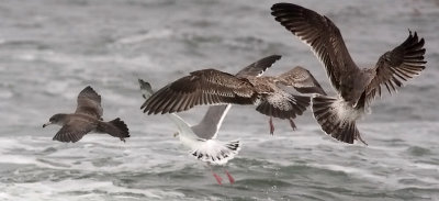 Pink-footed Shearwater (#2 of 2) with gulls