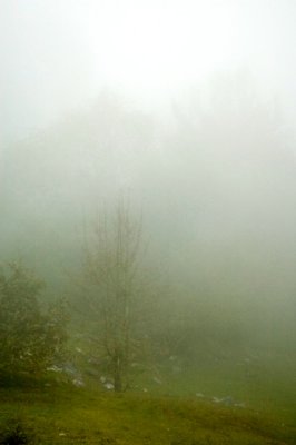 Cloudforest