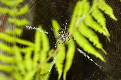 Spider at Lunch