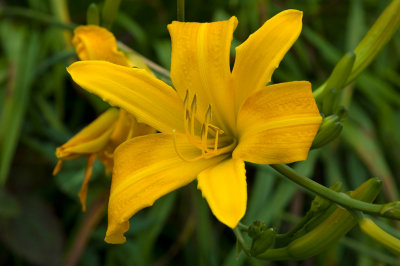 Yellow Flower