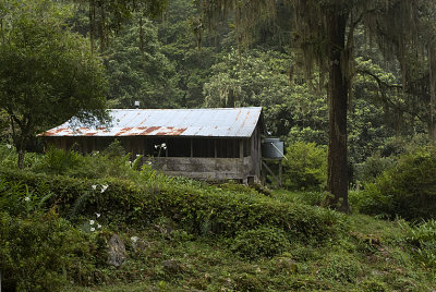 Cabin in the Forest.jpg