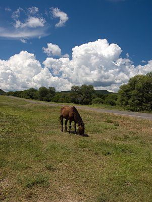 Cumulous clouds