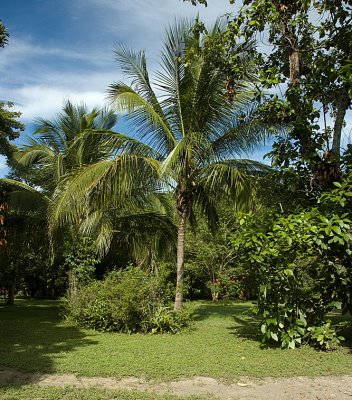 Coconut Palms at Rancho Cilelito.jpg