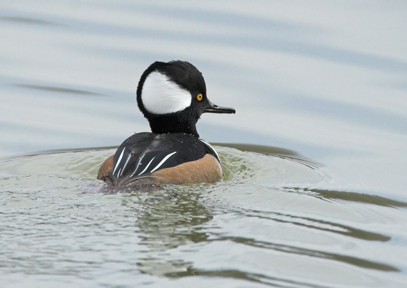 Hooded Merganser - male