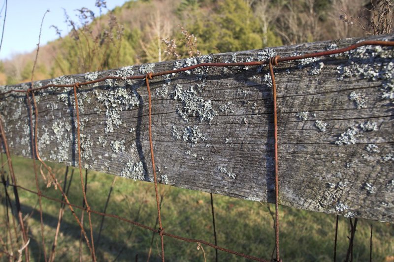 Old fence