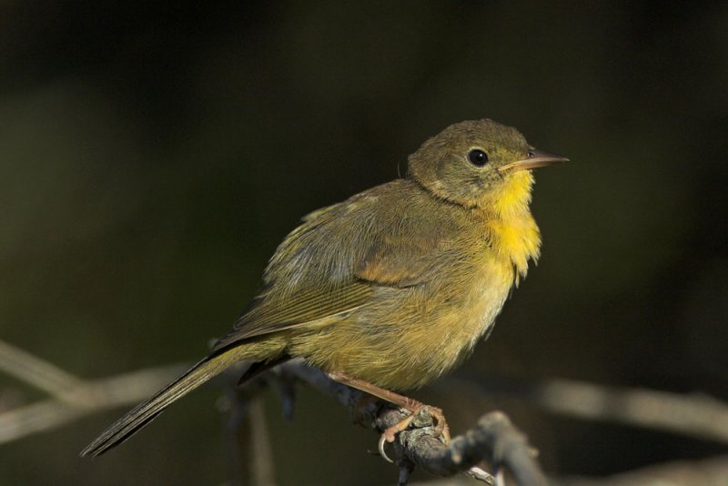 Common Yellowthroat - female