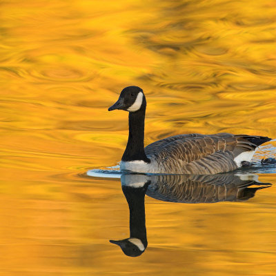 Canada Goose in evening reflection