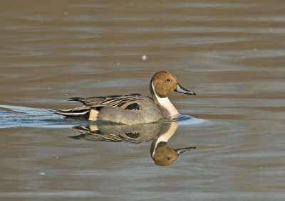 Northern Pintail