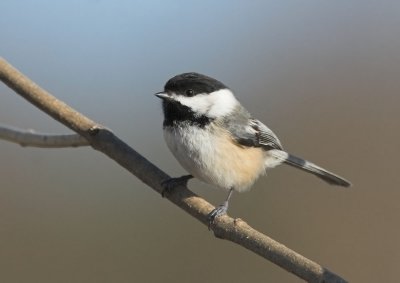 Black-capped Chickadee