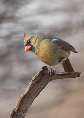 Northern Cardinal - female