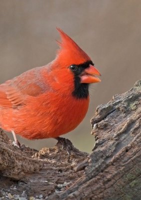 Northern Cardinal - male