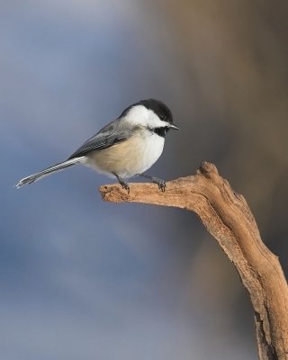 Black-capped Chickadee