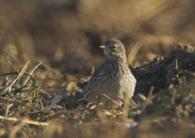 American Pipit