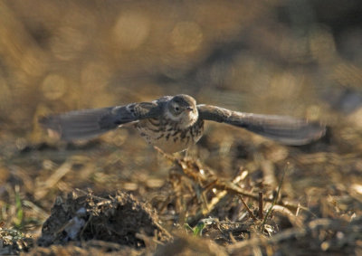 American Pipit